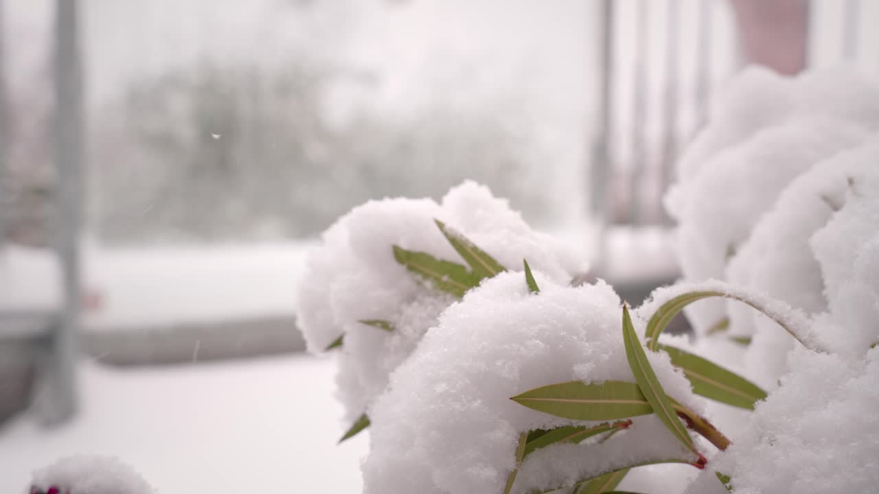 눈이 떨어지고 식물에 착륙합니다.