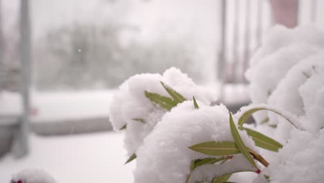 la nieve que cae aterrizando en una planta