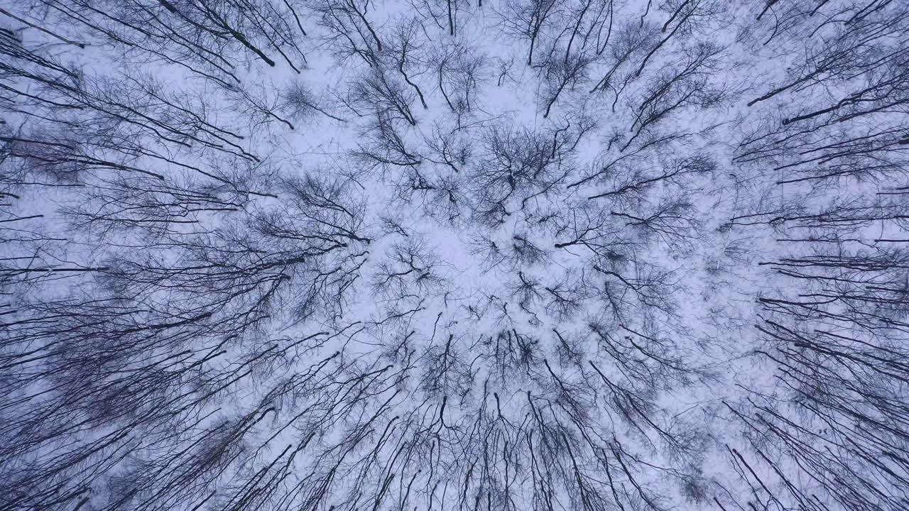 Drone sopra un paesaggio invernale incantato. Vista dall'alto della foresta in inverno.