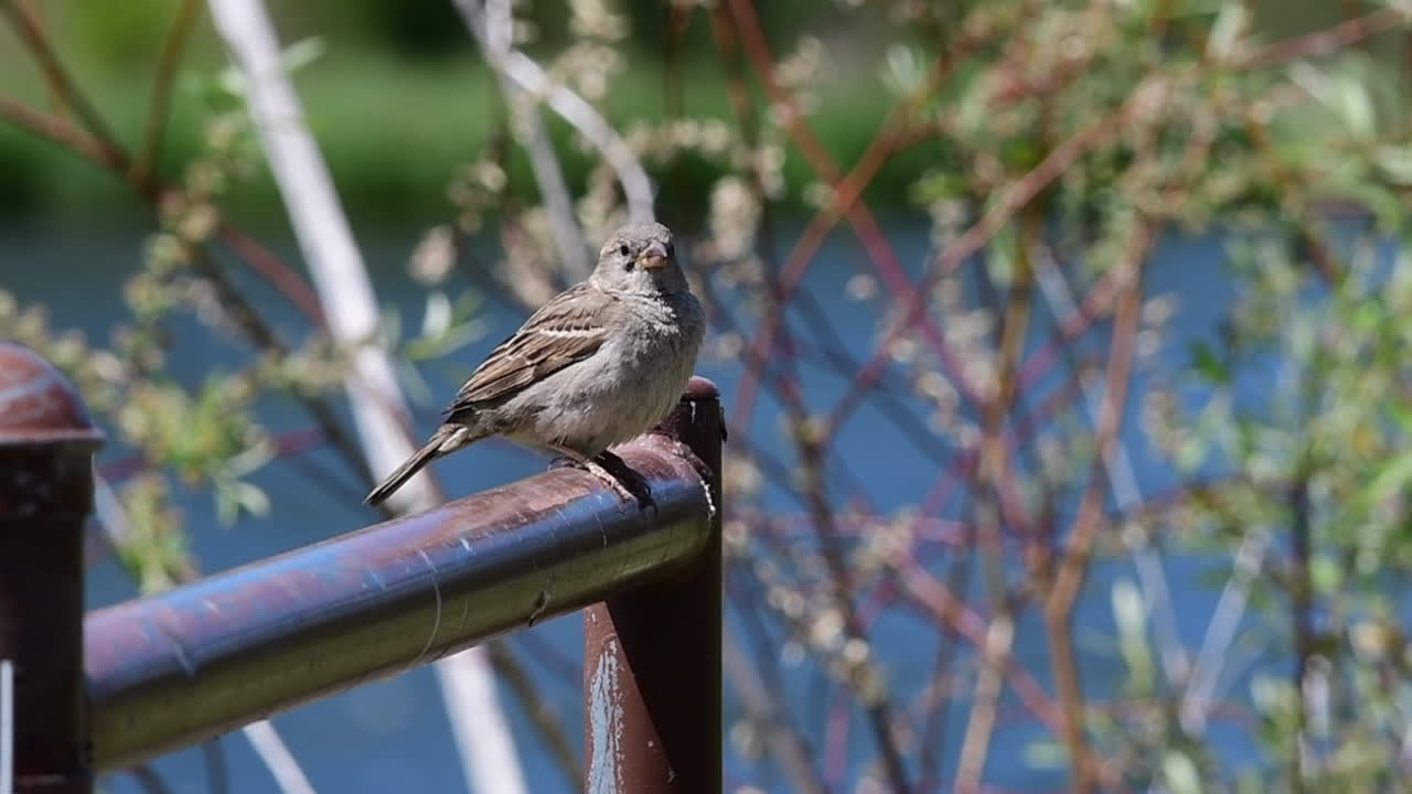 pinzones jugando en un bebedero para pájaros