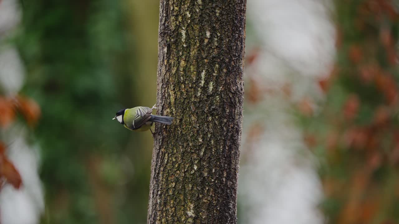 Great tit clings to vertical tree trunk in dense forest, soft background and shallow focus