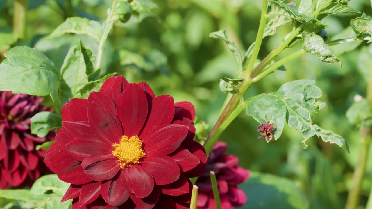 Common carder bee collects nectar and pollen from red dahlia under bright natural sunlight