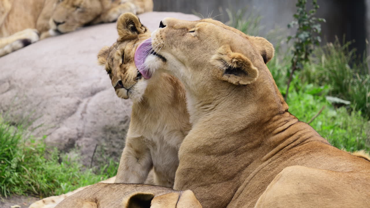 Leoa limpando um de seus filhotes, demonstrando cuidado e carinho maternais dentro da família animal