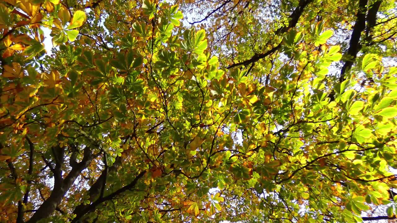 Early Autumn walk underneath oak trees revealing numerous colors of leaves - Hagley Park, Christchurch