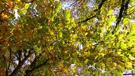 early autumn walk underneath oak trees revealing numerous colors of leaves - hagley park, christchurch