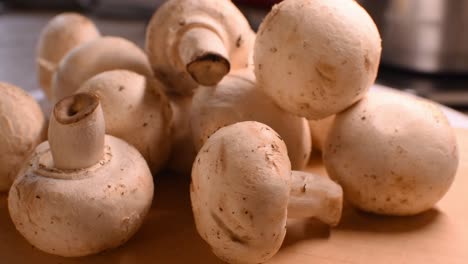 group of white mushrooms- warm light creating shadows arround-steady cam