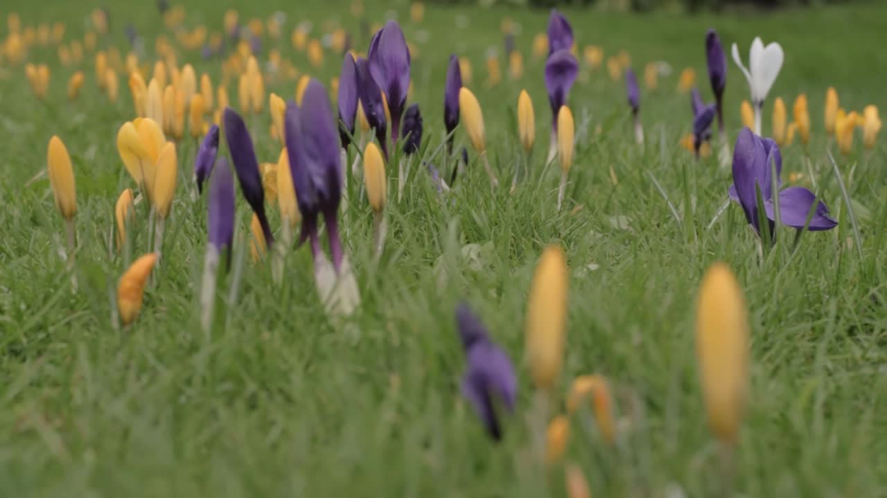 Field of Crocus flowers in green grass in Springtime