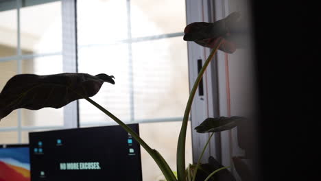 Slowmo-pan-left-shot-revealing-silhouette-of-Monstera-plant-in-modern-studio