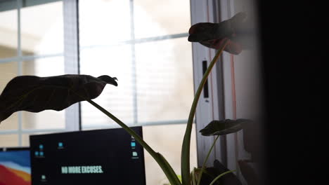 slowmo pan left shot revealing silhouette of monstera plant in modern studio
