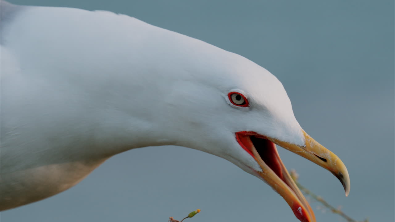Close up of a seagull screaming at the beach with a blurry view of the sea on the background