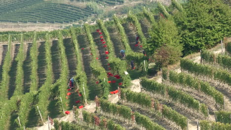 cosecha de viñedos por agricultores que trabajan en viticultura, recogiendo uvas de vid