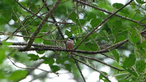 seen facing to the right and front displaying its lovely colours, black-and-yellow broadbill eurylaimus ochromalus, thailand