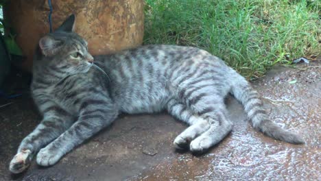 gato durmiendo en la sombra de repente se despierta