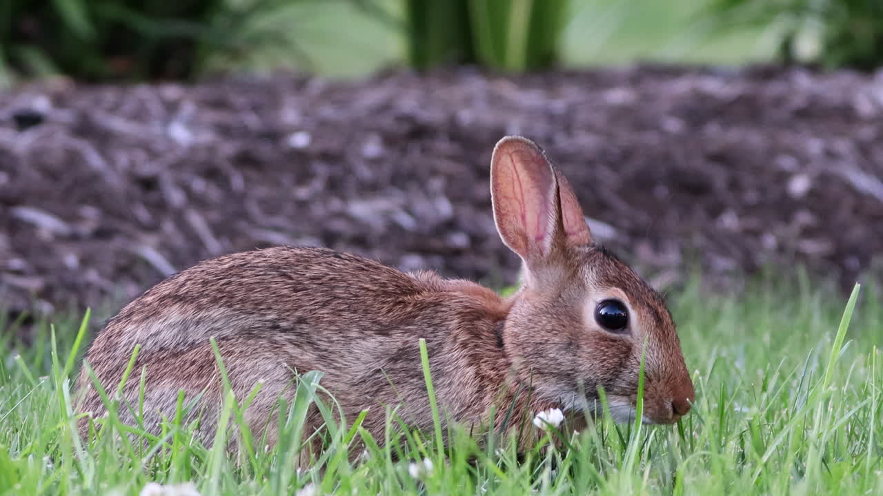 un conejo salvaje de cola de algodón pastando en la hierba verde
