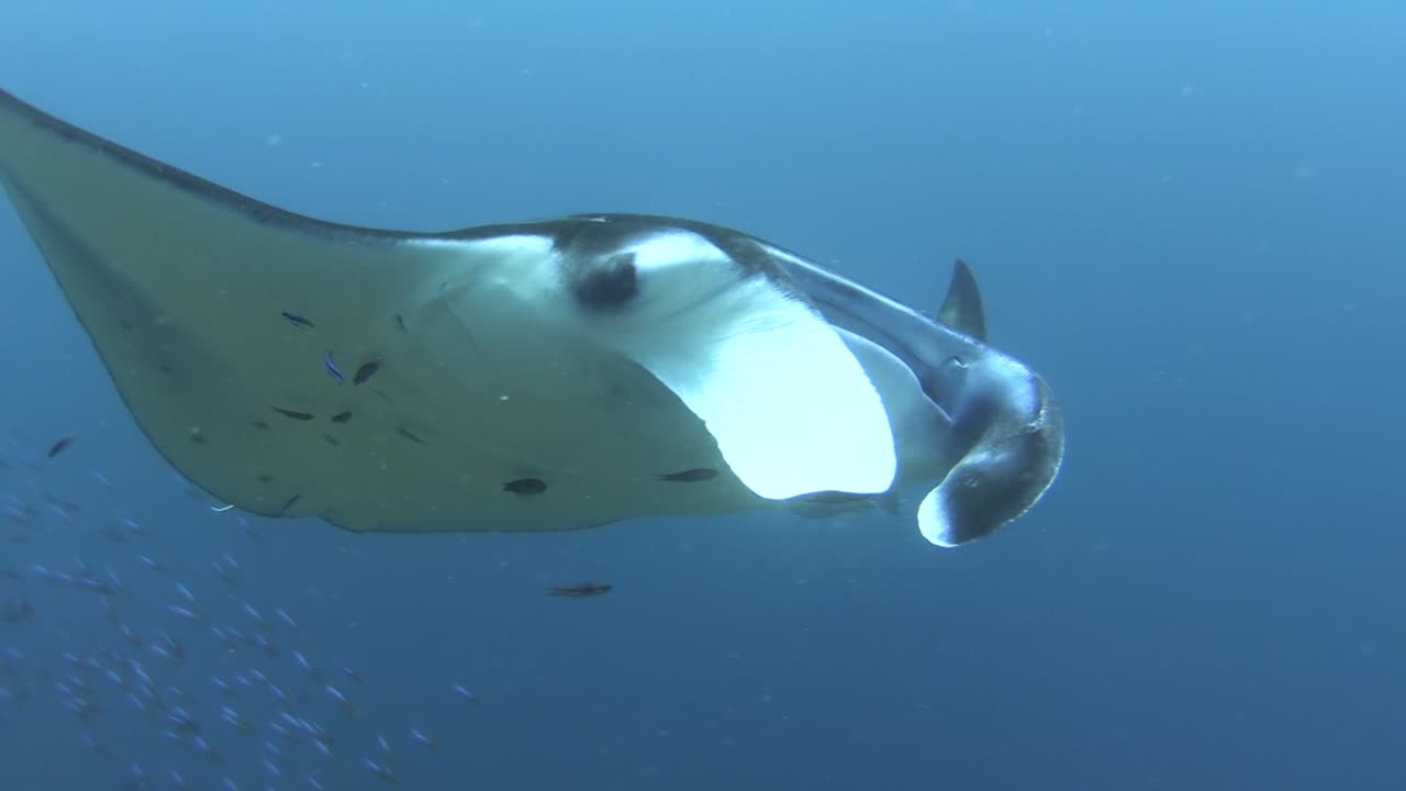 Reef Manta appearing behind a school of neon fusiliers over reef, approaching in blue water, camera zooms in to eye and horns, cleaner wrasses at work