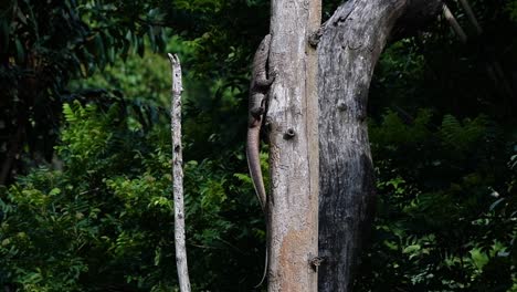 El-Lagarto-Monitor-Nublado-Se-Encuentra-En-Tailandia-Y-Otros-Países-De-Asia