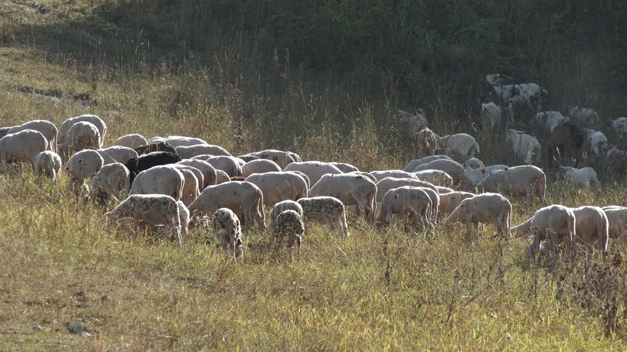 pastar ganado cabras en finca rural