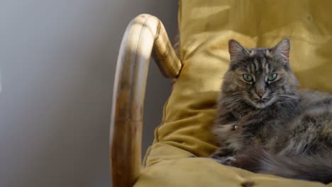 gato relajándose en el sillón 4k