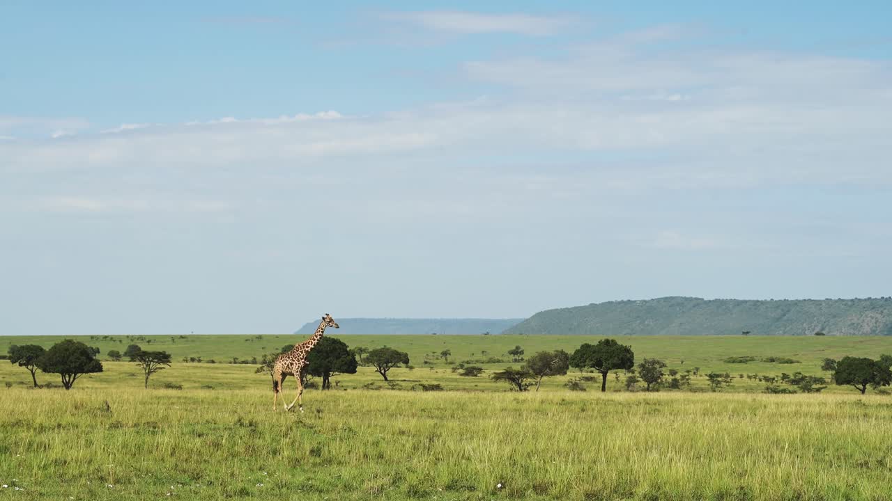 Slow Motion Shot of Giraffe in beautiful landscape savannah, african plains, empty background, African Wildlife in Maasai Mara National Reserve, Kenya, Africa Safari Animals in Masai Mara