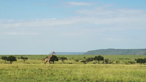 Toma-En-Cámara-Lenta-De-Jirafa-En-Un-Hermoso-Paisaje-De-Sabana,-Llanuras-Africanas,-Fondo-Vacío,-Vida-Silvestre-Africana-En-La-Reserva-Nacional-Masai-Mara,-Kenia,-Animales-De-Safari-Africanos-En-Masai-Mara