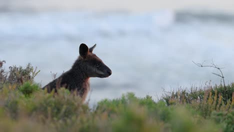 wallaby observed near ocean in melbourne, australia