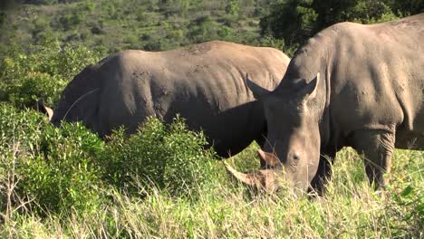 two-white-rhinos-grazing-in-hilly-African-savannah,-medium-shot-showing-all-body-parts-of-both-animals-side-by-side