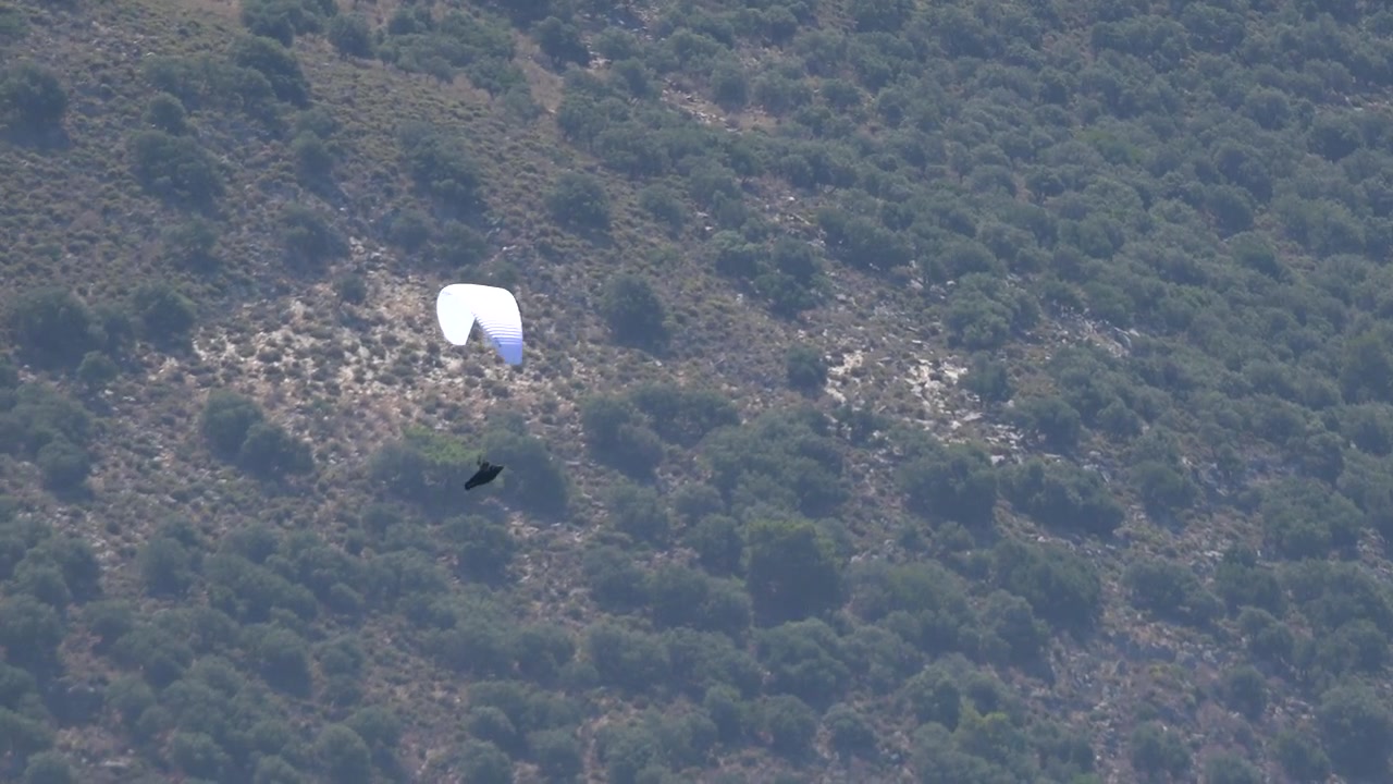 Paraglider dalende over skovklædt bjergskråning
