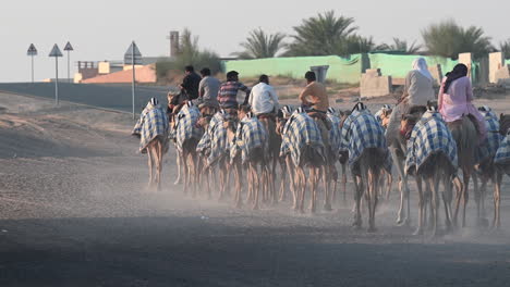 4k: un grupo de hombres monta camellos por el desierto en un campamento de camellos en dubai, emiratos árabes unidos, camello en el desierto en el golfo pérsico