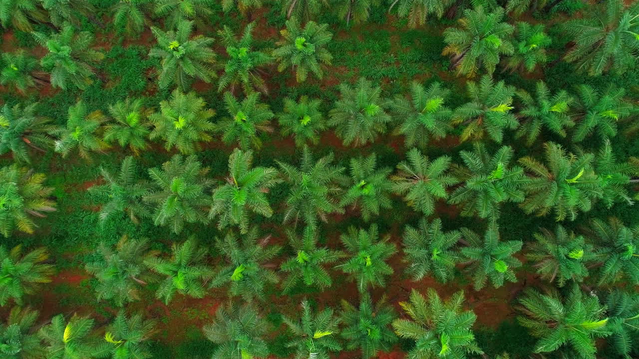 tiro estrecho aéreo descendente de una plantación de palma coyol, cultivo de macauba para la producción de petróleo