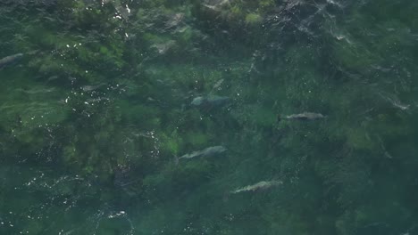 Dolphins-swimming-in-transparent-and-clear-waters