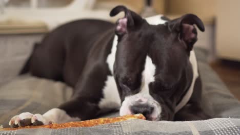 dog lying on cushion chewing pet treat indoor