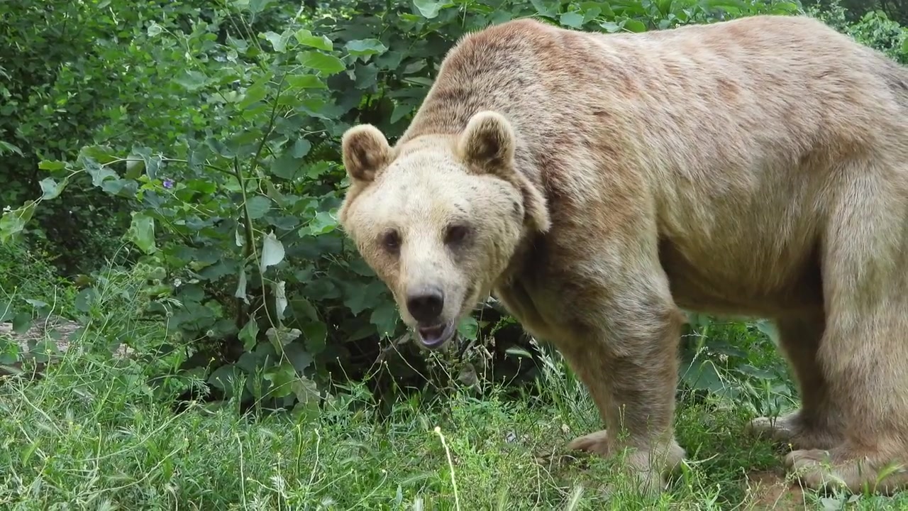 Orso bruno in cerca di cibo in una lussureggiante foresta verde