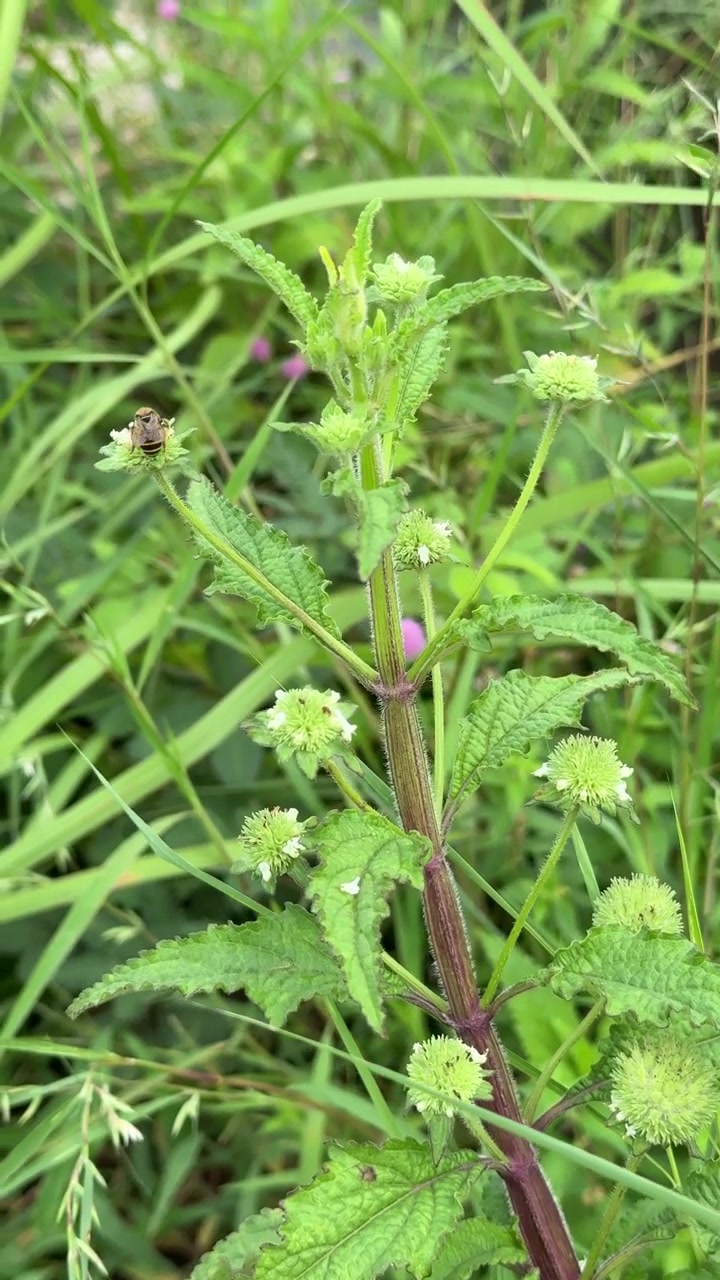Nahaufnahme einer Biene, die auf den Blüten einer grünen Pflanze Nahrung sucht.