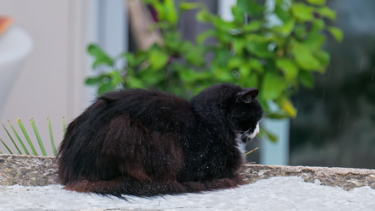 Close up of a black cat sitting on a ledge in the rain with a blurred background