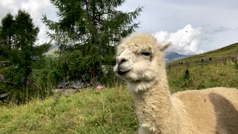 alpaca blanca atacada por moscas y masticando en la cima de una montaña