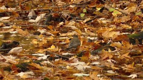 Süßer-Robin-Vogel,-Der-Während-Des-Herbsttages-In-Der-Natur-In-Bunten-Fallenden-Blättern-Des-Baumes-Nahrung-Sucht,-Nahaufnahme