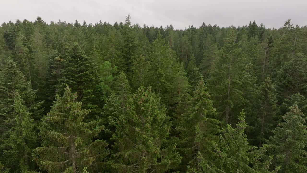 Aerial flight over dense forest canopy in cinematic motion