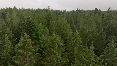 aerial flight over dense forest canopy in cinematic motion