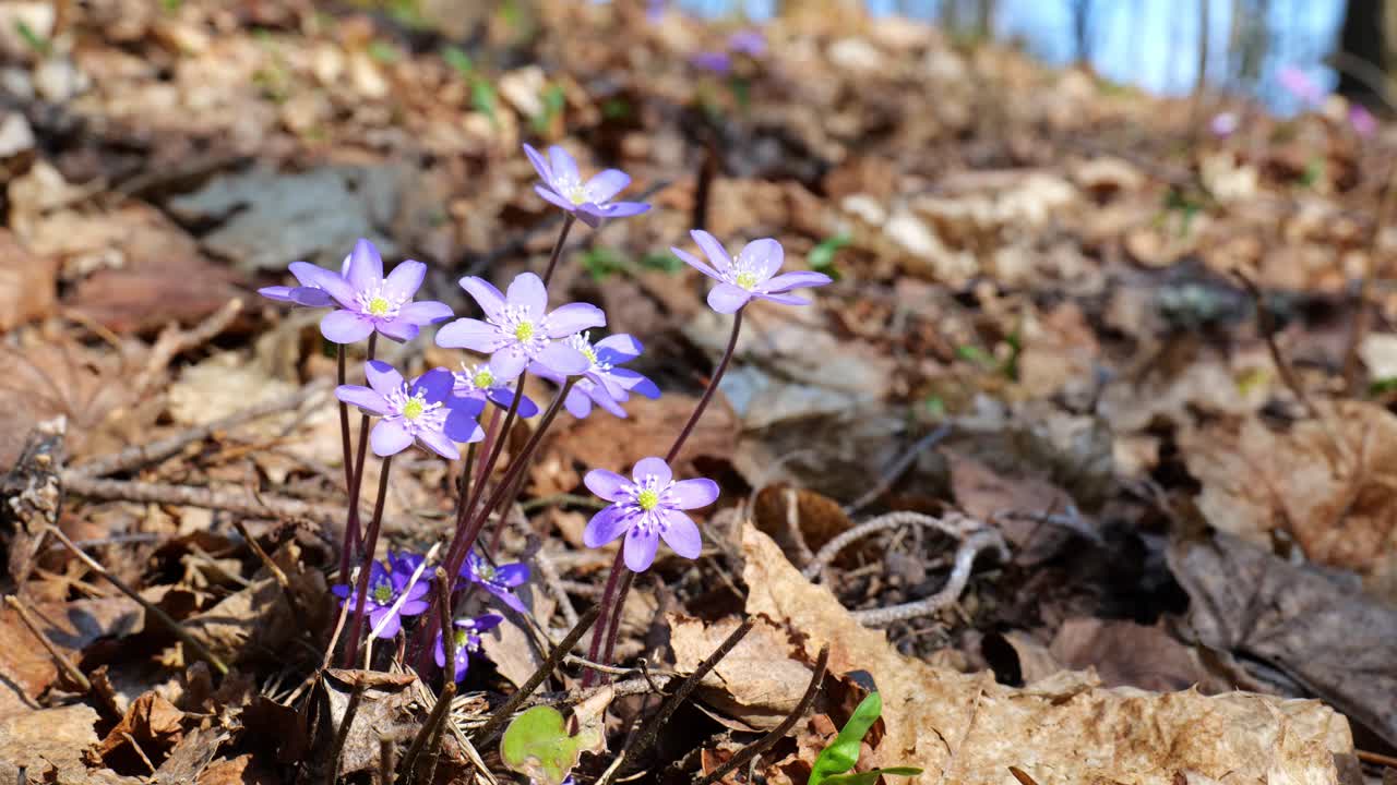 hepatica azul común ondeando en el viento durante la primavera