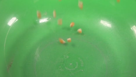 corn kernel falling on a transparent plate, on chroma background