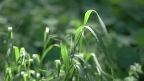 Bonito-Campo-De-Plantas-Verdes-En-El-Verano