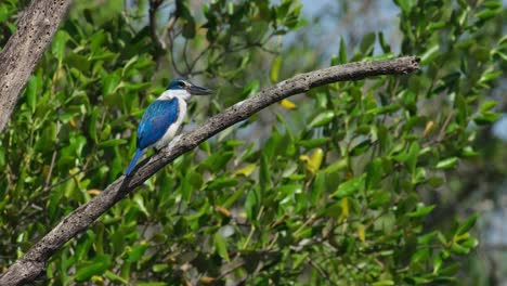 facing to the right and looks down then poops as if nothing happened, windy mangrove forest, collared kingfisher todiramphus chloris, thailand