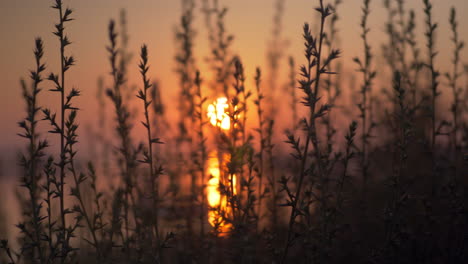 Landschaft-Mit-Gras-Und-Goldenem-Sonnenuntergang-über-Dem-Wasser