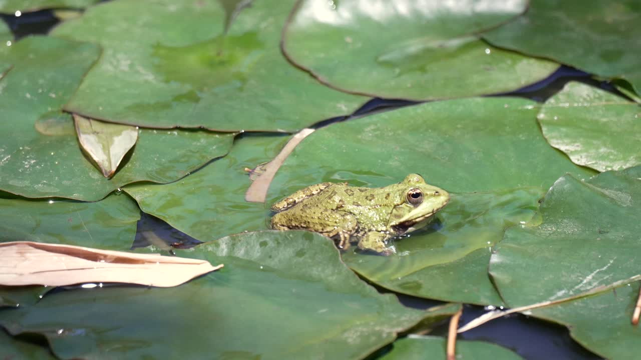 Rana descansa sobre un nenúfar en el Jardín Majorelle, Marruecos, sintiéndose tranquila.
