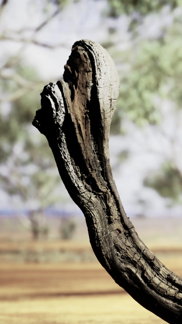 Curved tree limb reaching towards the sky in a serene landscape at sunset