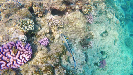 The-Rich-Underwater-World-Of-The-Red-Sea