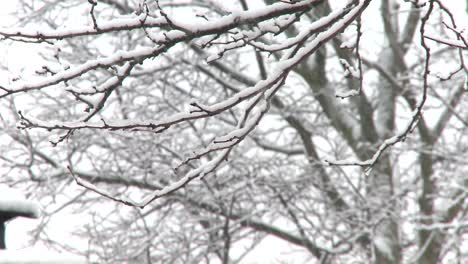 snow falling on tree branches