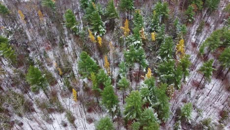 descending gliding flight above a forest to a birch tree with golden yellow leaves