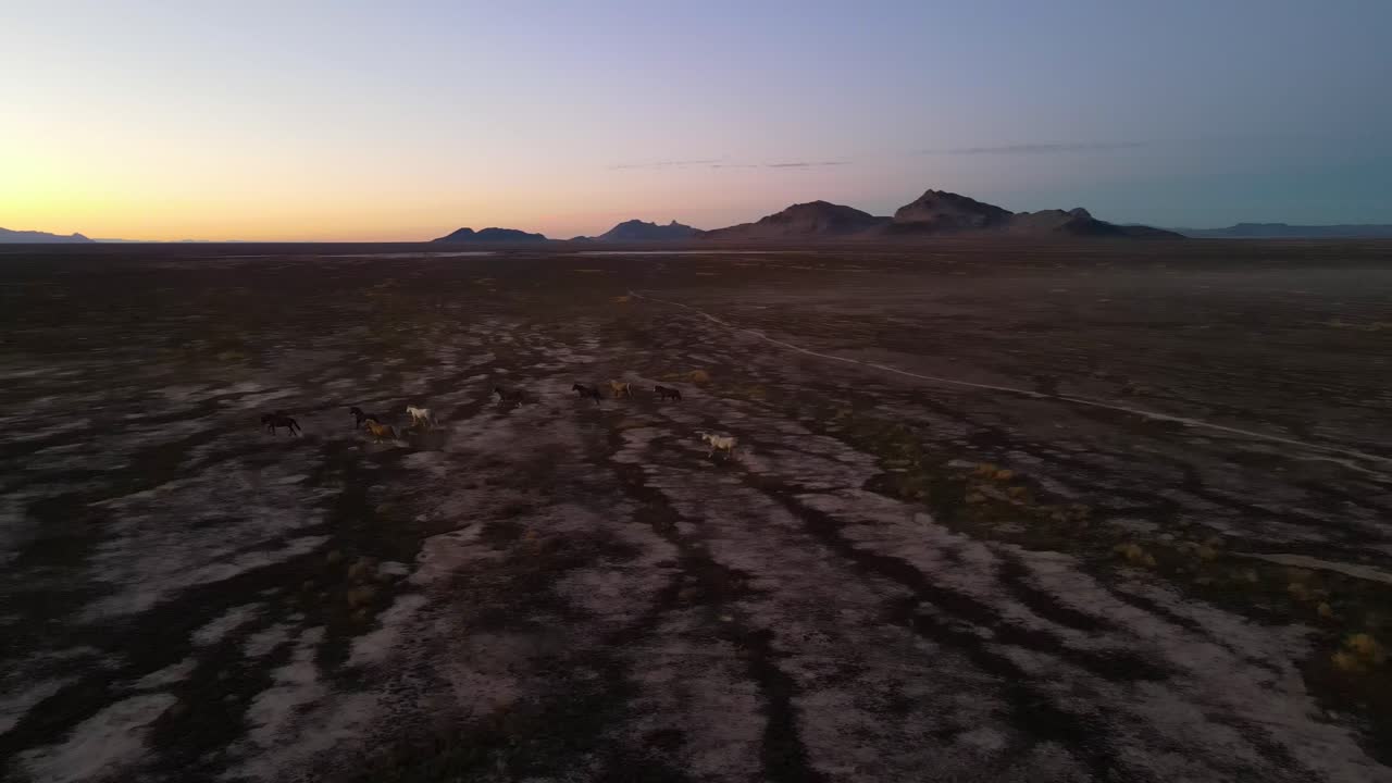 Herd of mustangs on their winter range in the high desert landscape - aerial view at sunset