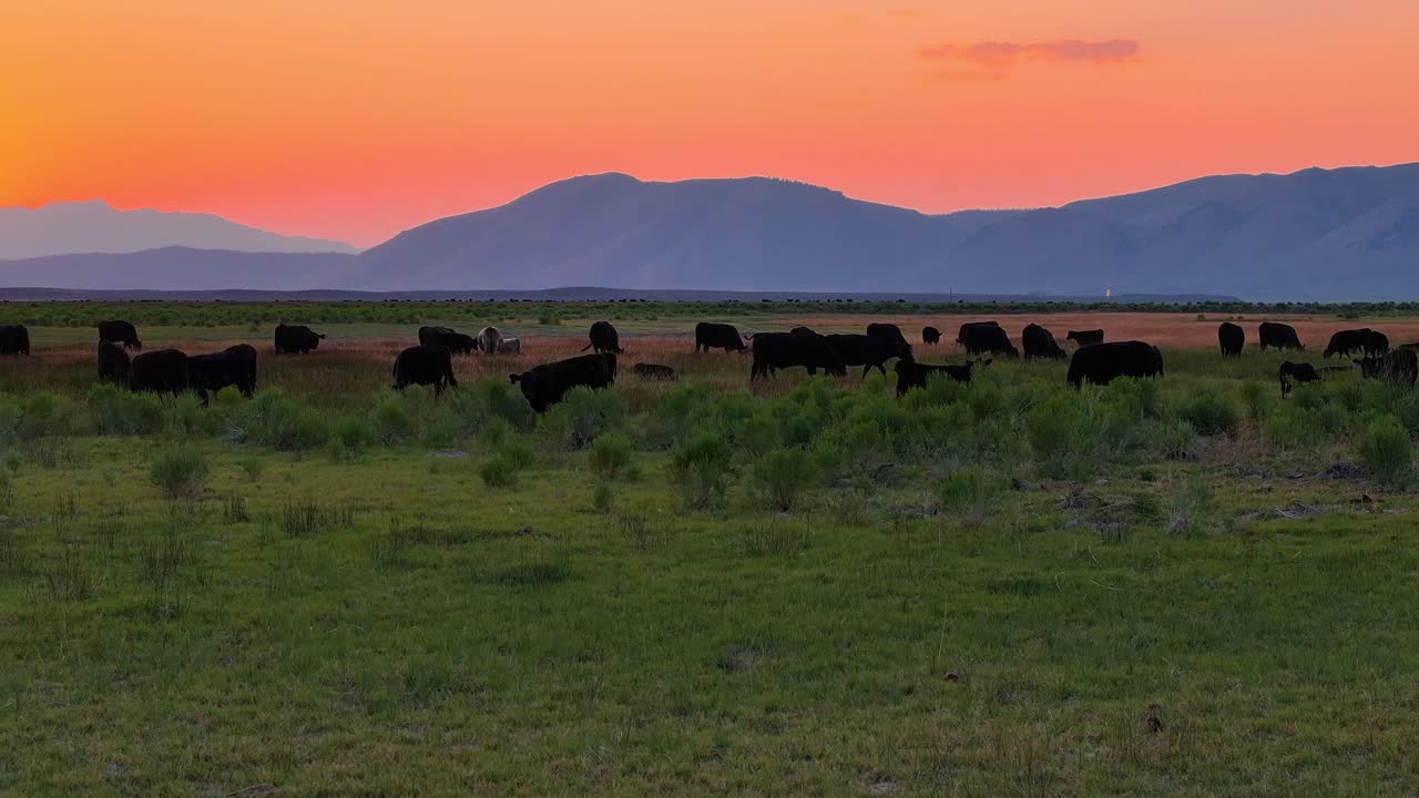 Ground-level dolly tracking shot of a herd of Black Angus cows grazing in open meadow near Bishop, CA. Warm twilight sky turns orange behind layered Sierra Nevada foothills; dust and evening haze